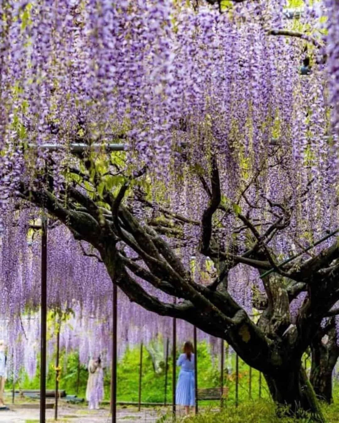 Japanese Wisteria Seeds  Purple Floribunda Flower Vine, Climbing Garden  Plant, Bonsai Friendly - Etsy