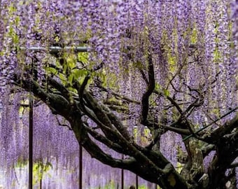 White Wisteria Seeds  Fragrant Japanese Climbing Vine - Etsy