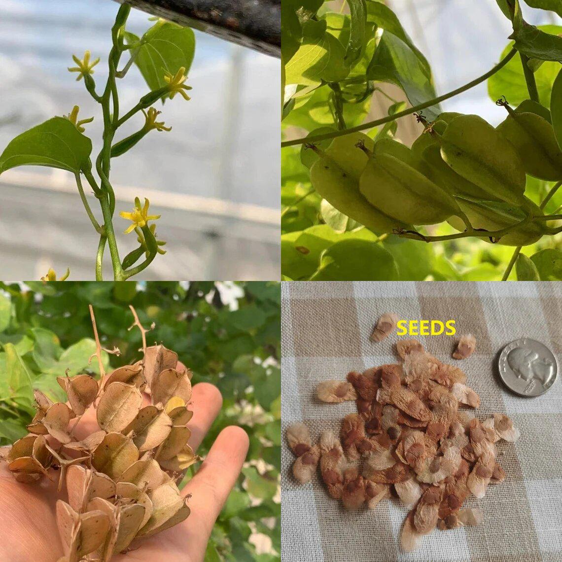 Buy Dioscorea Elephantipes L Exotic Elephant Foot L Rare Succulent