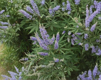 Vitex Agnus Castus Seeds - Chasteberry/Monk’s Pepper - Hardy Tree