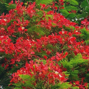 May include: A vibrant image of a tree filled with bright red flowers and lush green foliage. The flowers are in full bloom, creating a dense and colorful display. The leaves provide a contrasting backdrop to the vivid red blossoms.