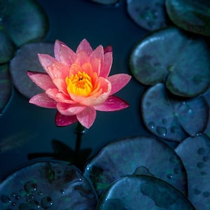 20pcs Lotus Mix Flower Seed Hand Picked Aquatic Plants Water Lotus Garden/Pond Decor
