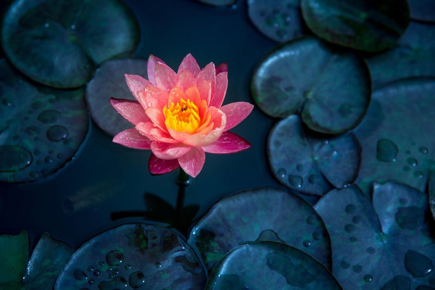 Lotus Petal 水蓮の花びら 4枚セット(日2、英2) 20pcs Lotus Mix Flower Seed Hand Picked Aquatic Plants Water Lotus
