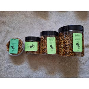 May include: Four containers of mealworms are arranged on a neutral surface. The containers vary in size, from a small clear plastic container to larger clear plastic jars with black lids. Each container has a green label with an ant graphic and the text "AMOMA Happy Ants Mealworms."