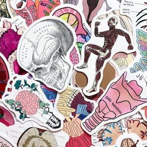 50 Random Anatomy Stickers Pack, Human Body Stickers for Medical Student, Waterproof Biology Study Stickers for Journal,Notebook,Scrapbook