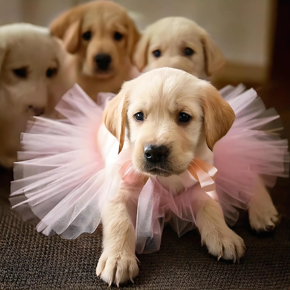 Adorable Labrador Retriever Puppy in Pink Tutu Wall Art, Cute