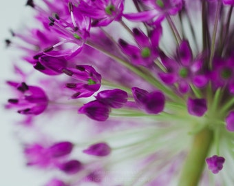 Allium ||| Bloemenfoto | Soft Pink Peony Foto | Slaapkamer muur kunst | Romantische kunst