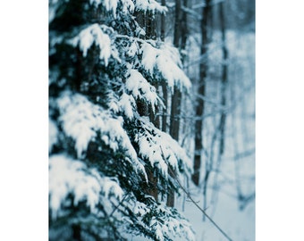 Winter hush 01 ||| Winterlandschapsfotografie | Groenblijvende bomen in sneeuw |  Foto natuur | Cabine decor | Winter Natuur Foto