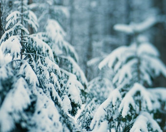 Winter Hush 04 ||| Winter landschap fotografie | Groenblijvende bomen in sneeuw |  Natuur foto | Cabine Decor | Winter natuur foto