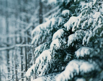 Winterstilte 02 ||| 8x10 afdrukken | Winterlandschapsfotografie | Groenblijvende bomen in de sneeuw | Natuurfoto | Cabine-inrichting | Winterse natuurfoto