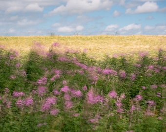 SALE || Fireweed in bloom ||| Muted Minimalist | Seaside Photography | Maritime Photography