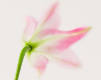 Lelie ||| Bloemenfoto | Soft Pink Lily Foto | Slaapkamer muur kunst | Romantische kunst