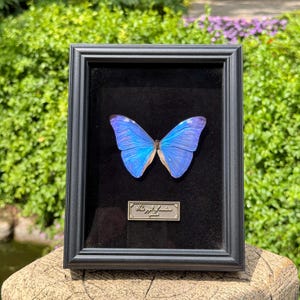 Real Framed Morpho Adonis Butterfly, Blue Morpho Specimen, Unique Entomology Art, Taxidermy Gift for Nature Lovers