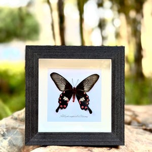 Op de afbeelding: Een ingelijste zwart-witte vlinder met rode en witte vlekken. De vlinder is gemonteerd op een witte achtergrond met de tekst "Papilio memnon Teucer" eronder.