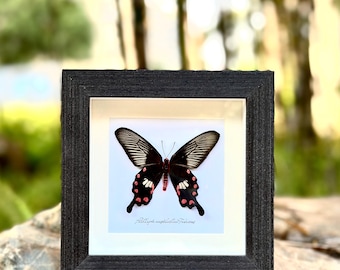 Framed Common Rose Butterfly Specimen: Ethically Sourced Insect Wall Art