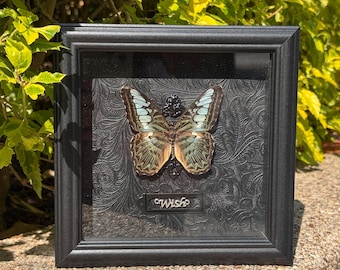 Oprawiony okaz motyla Dichorragia, ekspozycja motyli Constable, gotycka sztuka entomologiczna, dekoracja z prawdziwych motyli, prezent dla kolekcjonera
