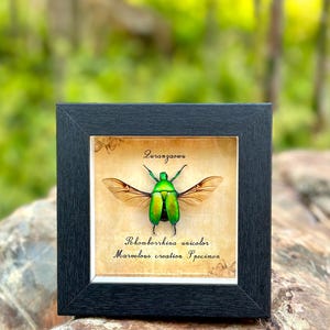 Green Scarab Beetle Frame, Rhomborrhina Unicolor Insect Specimens, Natural Insect Home Decor, Unique Natural Gifts