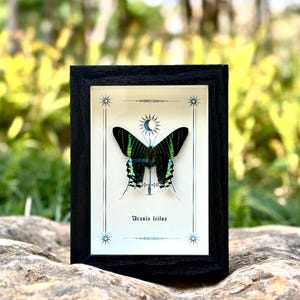 Green Luna moth Frame, Urania Leilus Butterfly Specimens, Natural Moth Wall Art Decor, Insect Home Decor Display