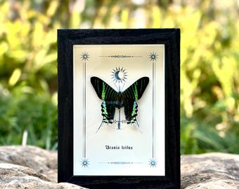 May include: A framed butterfly specimen with green and black wings. The butterfly is mounted on a white background with a black frame. The text "Urania leilus" is printed below the butterfly.