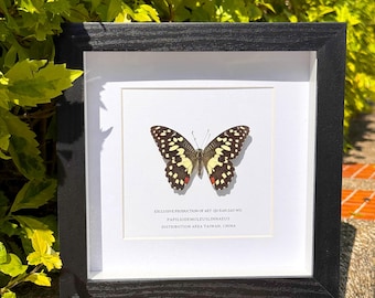Lime Framed Butterfly, Papilio Demoleus Specimen, Natural History Wall Decor, Insect Specimen Oddity Wall Decor Gift