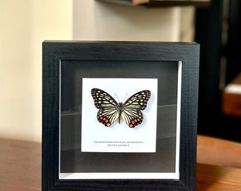 May include: A framed butterfly specimen with black and white wings and red spots. The frame is black and has a white label that reads "EXCLUSIVE PRODUCTION OF ART QU RAM ZAO WEI HETIMA ANIMALIA".