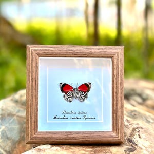 Diaethria Dodone Butterfly Frame: Real 88 Specimen, Insect Wall Art