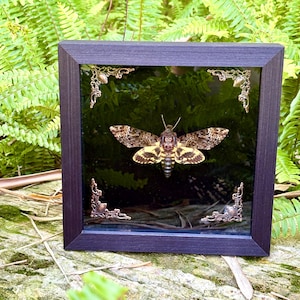 May include: A framed Death's-head Hawkmoth display. The moth has a skull-like marking on its thorax and detailed wing patterns in brown, tan, and yellow. The dark wood frame has decorative corner accents, adding to the display's aesthetic.