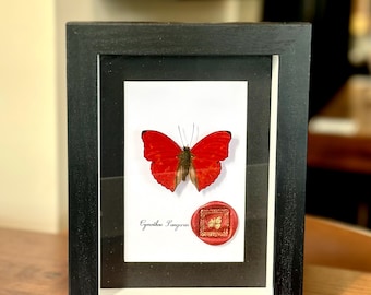 May include: A framed red butterfly specimen with a red wax seal. The butterfly is labelled "Cymothoe Sangaris".