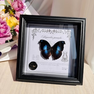 Great Blue Hookwing Specimen,Napeocles jucunda Framed Insect Display, Natural History Collectible, Insect Specimen Wall Decor Gift