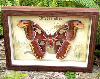 Framed Atlas Moth, Attacus atlas Shadow Box, Entomology Taxidermy Display Case, Insect Specimen Oddity Wall Decor Gift