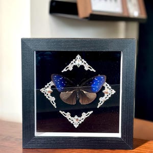 Purple Crow Butterfly Frame, Euploea Butterfly specimens, Real Butterfly Wall Art Decor, Insect Home Decor, Butterfly Lover Gifts