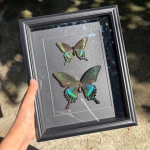 Alpin svart svalstjärt vår-sommarset, Papilio Maackii fjäril, entomologi taxidermi display, insektsexemplar kuriosa väggdekor present