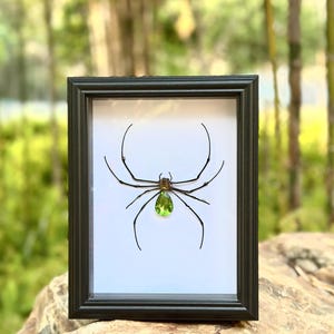 Ingelijst exemplaar Nephila-spin: muurkunst groene edelsteen insect