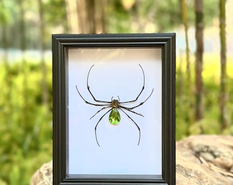 Gerahmte Nephila Spinne Exemplar: Grünes Schmuck Insekt