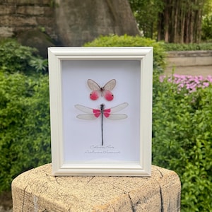 Cuadro enmarcado de mariposas y libélulas reales, mariposa de alas transparentes disecada, vitrina de taxidermia entomológica, regalo de decoración de pared