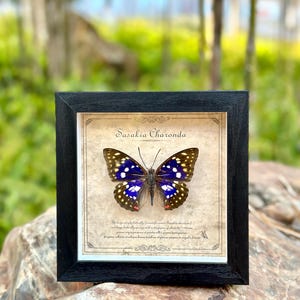 Sasakia Charonda Butterfly Frame, Blue Purple Emperor Butterfly Specimens, Natural Butterfly Wall Decor, Insect Art Display, Gifts For Her