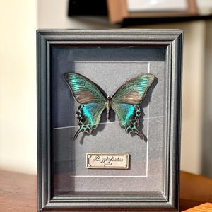 Machaon noir des Alpes, forme estivale, papillon Papilio Maackii, vitrine de taxidermie entomologique, cadeau de décoration murale bizarrerie spécimen d'insecte