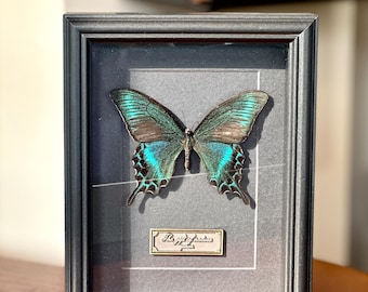 Alpine Black Swallowtail Summer Form, Papilio Maackii Butterfly, Entomology Taxidermy Display Case, Insect Specimen Oddity Wall Decor Gift