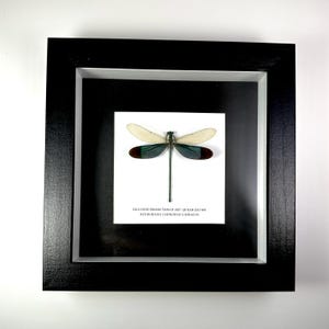 Ejemplar de libélula de alas anchas, marco de libélula seca, arte mural de insectos naturales, decoración de insectos para el hogar