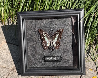 Cornice con farfalla Moscone comune, espositore Graphium Sarpedon fatto a mano, arte murale di storia naturale, regalo per la casa con farfalle