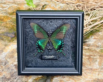Entomology Taxidermy Display Case, Butterfly Specimen, Papilio Maackii Alpine Swallowtail, Wall Decor, Schmetterling, Papillon Naturalisé