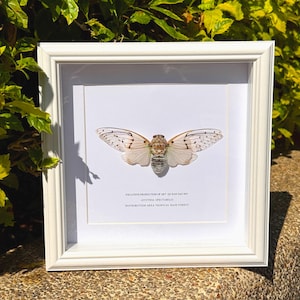 Może przedstawiać: Oprawiony okaz owada, przedstawiający cykadę ze szczegółowymi wzorami skrzydeł w białej ramie. Tekst brzmi "EXCLUSIVE PRODUCTION OF ART QU SAN ZAO WU AYUTHIA SPECTABILIS DISTRIBUTION AREA TROPICAL RAIN FOREST."