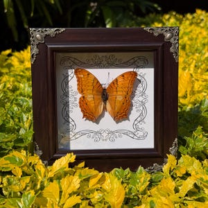 Op de afbeelding: Een ingelijst vlinderexemplaar met oranje en bruine vleugels. De vlinder is gecentreerd op een witte achtergrond met een decoratieve zwart-witte rand. De donkerbruine lijst heeft sierlijke metalen hoekaccenten. De afbeelding is geplaatst tegen een achtergrond van groen en geel gebladerte.