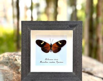 Ramka z motylem Heliconius Doris: prawdziwa sztuka owadów