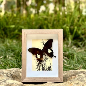 Black-White Helen Butterfly Frames, Papilio Nephelus Butterfly Specimens, Natural Butterfly Wall Art, Insect Home Decor