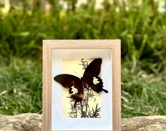 May include: A framed black and white butterfly with white markings on its wings, mounted on a cream background with a black and white bamboo design. The frame is made of light brown wood.