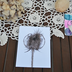 La cardère sauvage ! - Carte postale, Plantes médicinales, Plantes sauvages, Motifs botaniques, Aquarelle, Floral, Illustration