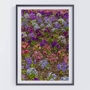 Stampa fotografica botanica di Pansy / Stampa di campo di fiori / Arte murale della natura scandinava, Decorazione floreale viola, Poster arrotolato da giardino da sogno