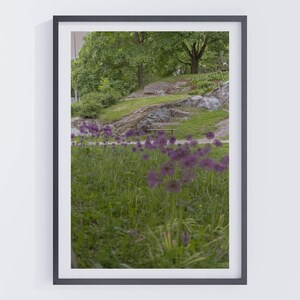 Purple Allium Flower Field Print | Botanical Nature Photography | Tranquil Park Scene | Stockholm Sweden Wall Art | Dreamy Garden Decor