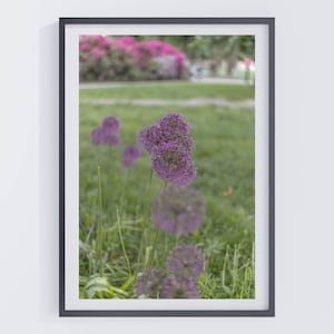 Purple Allium Floral Print | Dreamy Botanical Wall Art | Stockholm Sweden Garden Photography | Soft Focus Flower Decor | Nature Lover Gift